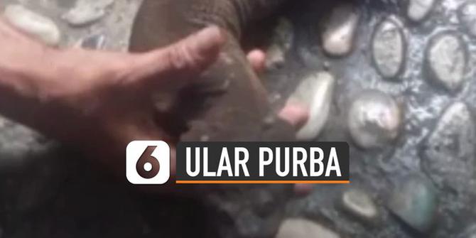 VIDEO: Viral Warga Temukan Ular Purba di Kali