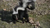How to Get Rid of Skunks Humanely from Your Yard: 7 Effective Methods