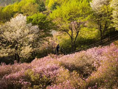 Pengunjung berjalan melewati semak bunga azalea di Taman Wonmi di Bucheon, sebuah kota di pinggiran Seoul (19/4/2022). Pada bulan April, saat musim semi mencapai puncaknya, bunga azalea berwarna merah muda dan putih akan memenuhi Taman Wonmi di Bucheon, Seoul. (AFP/ANTHONY WALLACE)