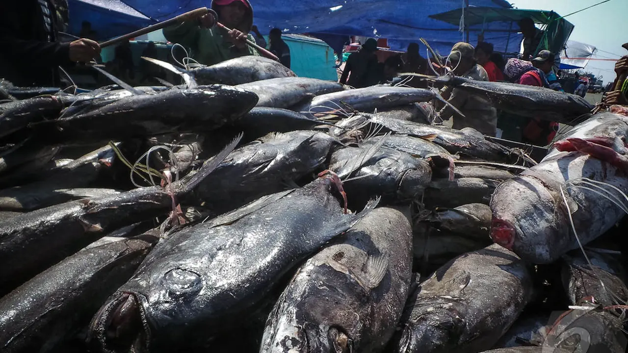 BBM Langka, Harga Ikan Laut Melonjak