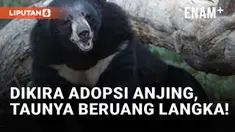 Kirain Anjing, Ternyata Beruang