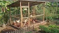 Cara Ternak Ayam Kampung di Halaman Kecil Tanpa Bau Menyengat, Begini Strateginya