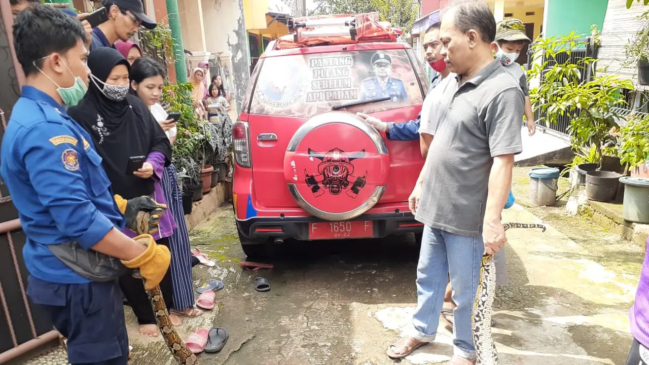 Ular sanca berukuran besar sembunyi di sela tembok rumah warga