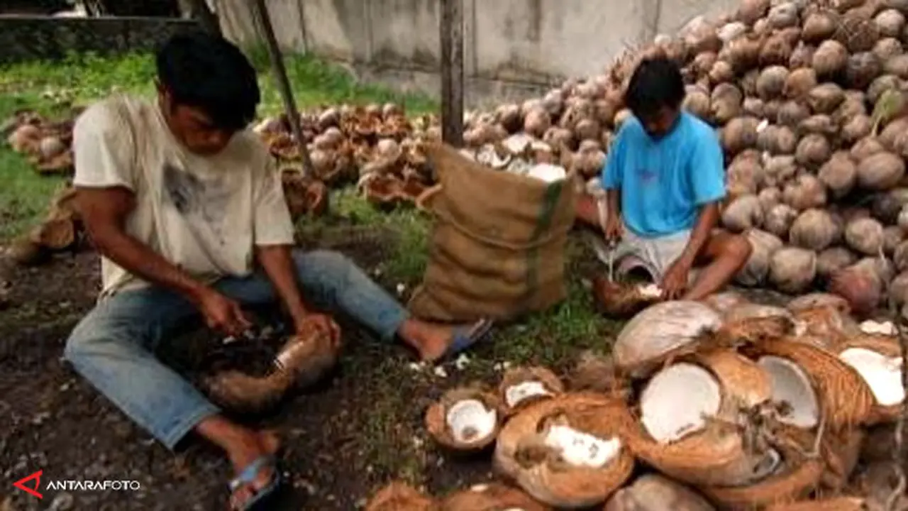 kelapa-impor-130726a.jpg