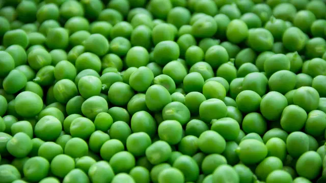 Tinggi Protein Nabati