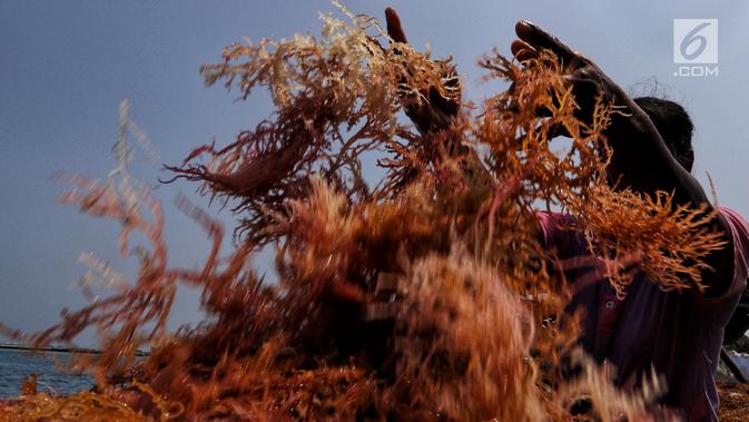 Warga tengah memilah rumput laut di Kawasan Pulau Panggang, Kepulauan Seribu, Jakarta, Rabu (18/9/2019). Hasil laut tersebut dijual dengan harga Rp7000 per kilogram untuk memenuhi kebutuhan rumah tangga sehari-hari yang rata-rata mata pencahariannya adalah Nelayan. (Liputan6.com/Johan Tallo)