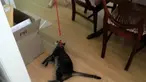 Ketika kucing berbulu abu-abu itu diberdirikan oleh Thomas, dengan cepat hewan berbulu itu melemaskan tubuhnya agar kembali diletakkan.