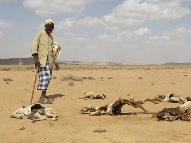 Seorang pria melihat bangkai hewan akibat terkena dampak El Nino di kota Hargeysa selatan, Somalia, (7/4). El Nino merupakan gejala penyimpangan cuaca yang mengakibatkan panas yang berkelanjutan hingga mengalami kekeringan. (REUTERS / Feisal Omar)