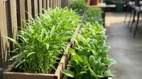 7 Desain Kebun Sayur Rumahan untuk Kangkung dan Bayam yang Praktis dan Produktif