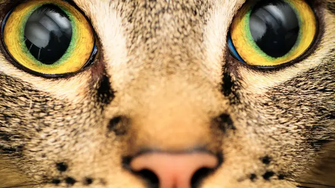 7 Hewan Ini Punya Pandangan yang Berbeda dengan Manusia