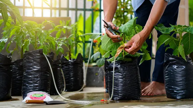 Cara Membuat Kebun Buah di Polybag (Foto: Reve.com)