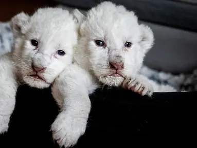 Gambar pada 11 Agustus 2019, memperlihatkan dua anak singa putih berbaring di keranjang mereka di pusat perawatan singa/harimau "Caresse de tigre", di La Mailleraye-sur-Seine, Prancis. Dua anak singa putih, bernama Nala dan Simba tersebut lahir pada akhir Juli 2019. (LOU BENOIST/AFP)