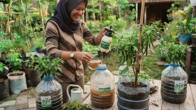 Cara Menanam Cabai di Galon Bekas agar Cepat Tumbuh