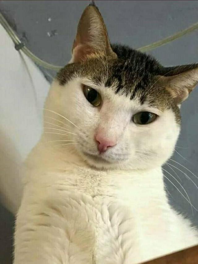 6 Potret Hewan Berponi Ini Curi Perhatian, Jadi Kurang Gagah