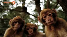 Untuk pertama kalinya, para ilmuwan di Tiongkok melakukan rekayasa genetik pada monyet sehingga hewan itu membawa gen autisme manusia.  Rekayasa genetik ini bertujuan untuk mengembangkan cara pengobatan autisme.