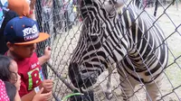 Kegiatan memberi makanan kepada binatang adalah salah satu cara pengelola Kebun Binatang Surabaya (KBS) mendongkrak jumlah pengunjung saat libur panjang. (Liputan6.com/Dian Kurniawan)