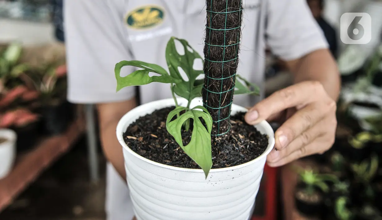 Pedagang menunjukkan tanaman hias di kawasan Cipayung, Depok, Jawa Barat, Minggu (27/9/2020). Meningkatnya hobi masyarakat dalam berkebun di rumah semenjak PSBB diterapkan menyebabkan harga tanaman hias moroket hingga 10 kali lipat. (merdeka.com/Iqbal S. Nugroho)