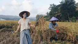 Prisia Nasution tetap mematuhi protokol kesehatan saat membantu petani panen padi. Ia memakai masker dan turut aktif dalam membantu mengumpulkan padi di sawah.(Liputan6.com/IG/@prisia)