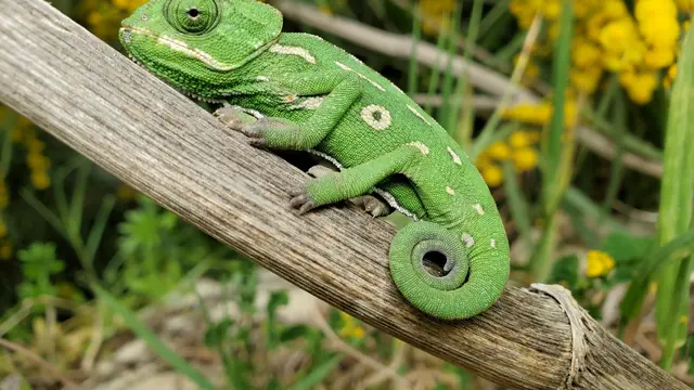 Chameleon