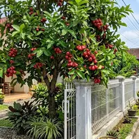 Jambu air menjadi salah satu pohon buah yang cocok ditanam dekat pagar rumah. [Gemini AI]