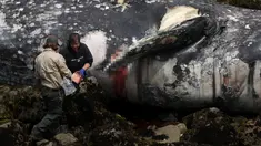 Dua pekerja Pacifica City memeriksa bangkai paus abu-abu yang terdampar di Pantai Pacifica State, California (14/5/2019). Paus mati tersebut merupakan yang kesepuluh ditemukan terdampar di pantai di Wilayah Teluk San Francisco sejak Maret lalu. (AFP Photo/Justin Sullivan)