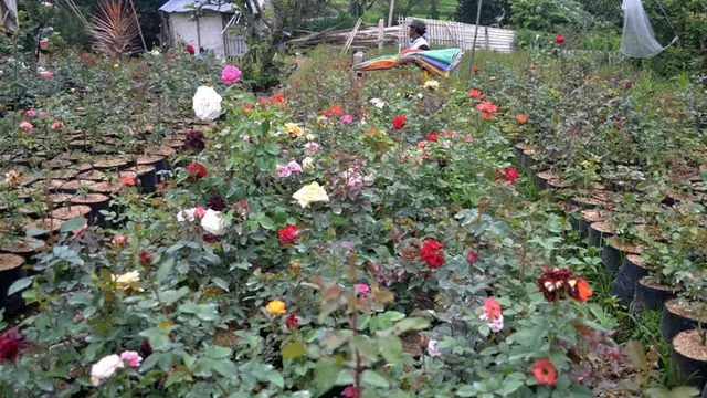 Singgah di Desa Sejuta Bunga Sidomulyo Kota Batu