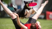 Seekor anjing melompat di antara dua kaki pemiliknya saat mengikuti mengikuti kompetisi freestyle di turnamen frisbee anjing di Erfstadt, Jerman (3/6). (Marius Becker / dpa via AP)