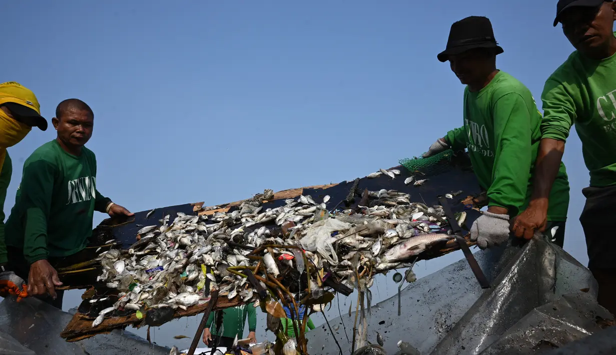 Pekerja menujukkan ikan mati yang hanyut ke daratan Freedom Island saat mengumpulkannya di sepanjang Teluk Manila, Filipina, Jumat (11/10/2019). Pekerja harus mengumpulkan ikan mati di antara sampah yang mencemari Teluk Manila. (Ted ALJIBE/AFP)
