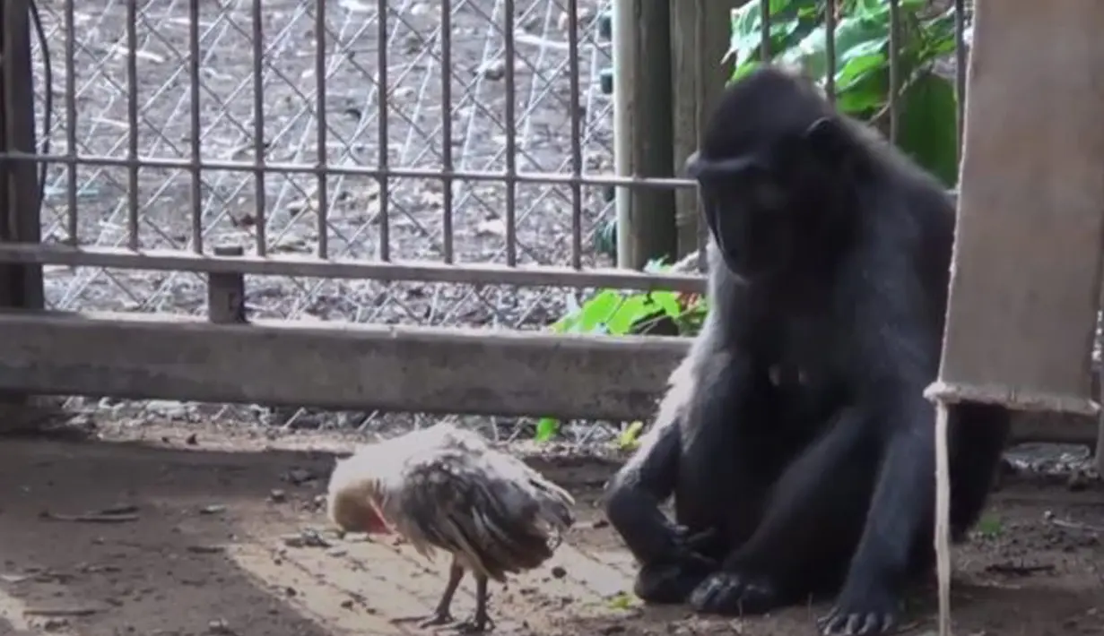 Seekor ayam berada di dalam kandang monyet Yaki bernama Nati di Taman Safari Ramat Gan, dekat Tel Aviv, Israel, Kamis (24/8). Monyet berusia 4 tahun tersebut selalu membawa sang ayam saat bermain. (AP Photo/Tsafrir Abayov)
