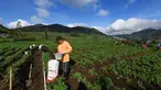 Petani melakukan pemupukan tanaman kentang di kawasan dataran tinggi Dieng, Batur, Banjarnegara, Jawa Tengah, Minggu (2/11/2025). Petani kentang di kawasan Batur, Banjarnegara, Jawa Tengah menghadapi kendala terkait kebijakan pupuk bersubsidi yang baru. (merdeka.com/Arie Basuki)