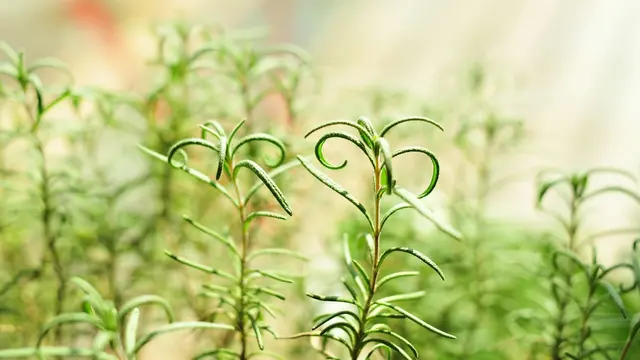 Rosemary (Salvia rosmarinus)