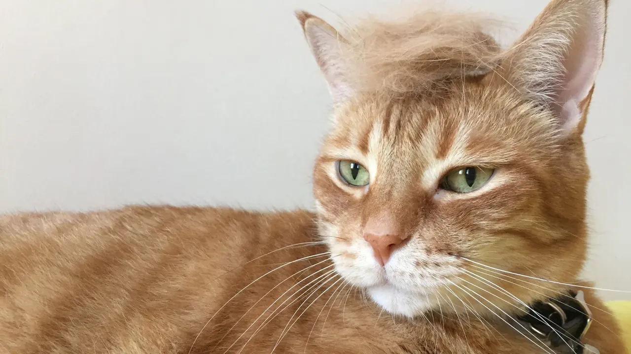 Trump Hair, Kucing Ternyata Enggak Kalah Modis dari Manusia