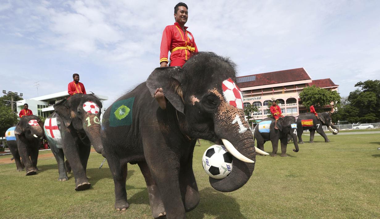 Sejumlah gajah bermain sepak bola dengan badan dilukis bendera peserta Piala Dunia 2018 di Ayutthaya, Selasa (12/6/2018). Kegiatan yang dilakukan Sekolah Ayutthaya Wittayalai ini dilakukan untuk memeriahkan Piala Dunia. (AP/Sakchai Lalit)