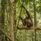 Nestapa 46 Orangutan Terjebak di Sisa Hutan Terbakar