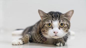 Kucing Bernama Soleh Jadi 'Pegawai' Kantor Pajak Serpong