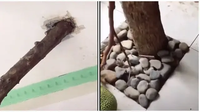 Viral Pohon Nangka Tumbuh Dalam Rumah Ini Curi Perhatian Netizen