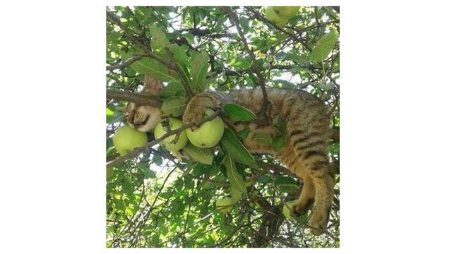 8 Pose Kucing saat Tidur di Pohon Ini Bikin Gemas Sekaligus Geregetan ...