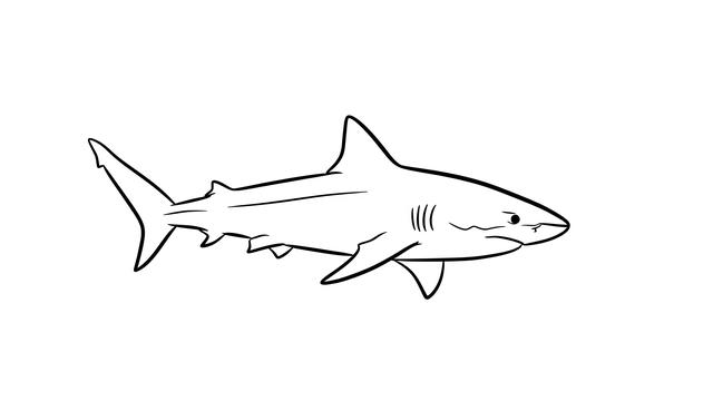 Shark Drawinb
