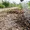 5 Cara Agar Tanah Kering Dapat Menyerap Air Hujan, Efektif Cegah Genangan dan Banjir