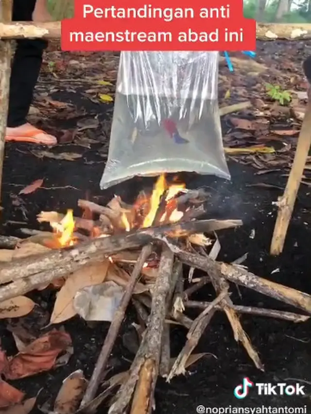 Adu Ikan Cupang di Tiktok, Aksi Dari Remaja Ini Dikecam Warganet
