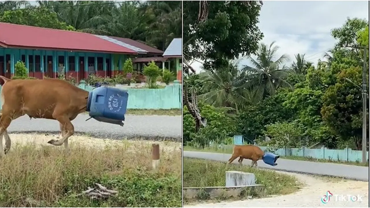 Viral Sapi Berlari Panik karena Kepala Nyangkut Tong, Magrib Baru Bisa Lepas