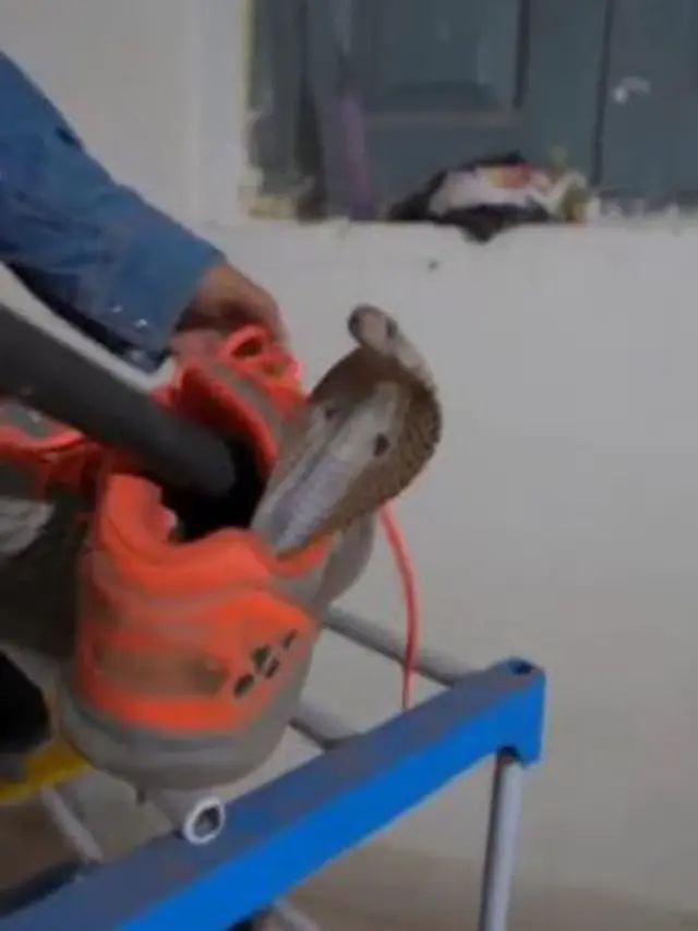 6 Momen Ular Sembunyi di Dalam Sepatu, Bikin Merinding
