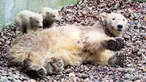 Dua anak beruang kutub bersembunyi di belakang sang induk "Malik" selama tamasya pertama mereka di Kebun Binatang Aalborg, Denmark, 4 Maret 2020. Kebun Binatang ini membiarkan penghuni baru tersebut melakukan langkah pertamanya di dunia luar. (Henning Bagger/Ritzau Scanpix/AFP)