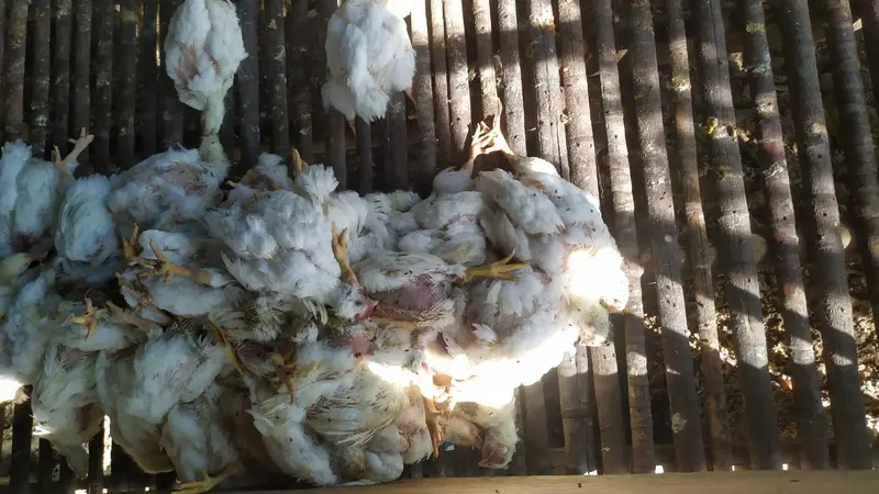 Sejumlah ayam mati kepanasan di dalam kandang karena cuaca ekstrim di Kota Kendari.(Liputan6.com/Ahmad Akbar Fua)