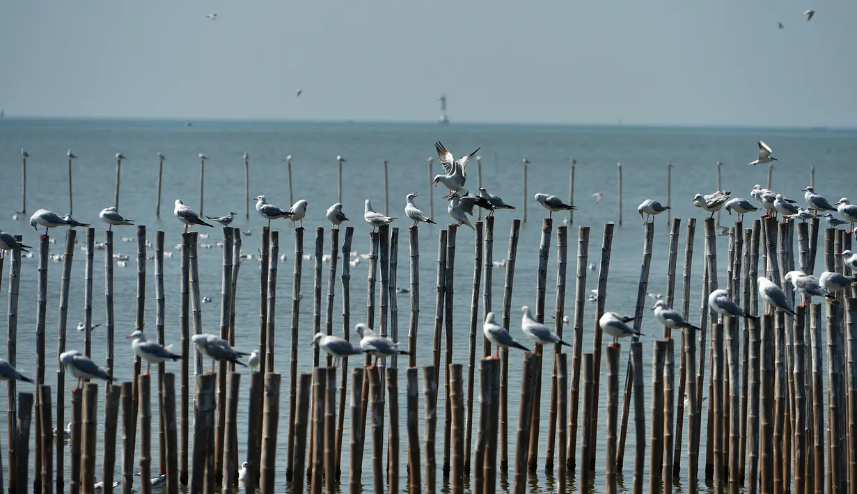 Burung camar terlihat di Resor Tepi Laut Bang Pu di Distrik Bang Pu, Provinsi Samut Prakarn, Thailand, pada 10 Desember 2020. Untuk menghindari cuaca dingin, kawanan burung camar terbang ke Resor Tepi Laut Bang Pu selama musim dingin. (Xinhua/Rachen Sageamsak)