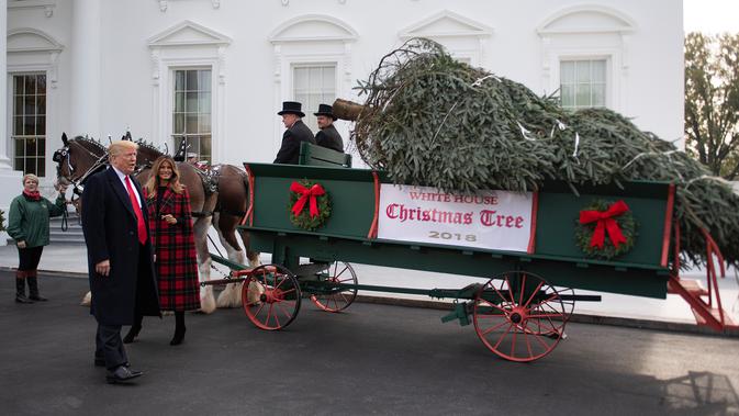 Presiden Donald Trump bersama First Lady AS, Melania Trump menyambut kedatangan pohon Natal resmi Gedung Putih di halaman Utara Gedung Putih, Washington, Senin (19/11). Pohon Natal tersebut diantar dengan kereta kuda. (Jim WATSON / AFP)