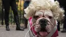 Seekor anjing Bulldog didandani dengan rambut mirip Marilyn Monroe selama mengikuti Parade anjing Halloween di New York, USA, Sabtu (24/10/2015). Acara ini diadakan setiap tahunnya di Tompkins Square. (REUTERS/Keith Stephanie)
