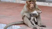Monyet dan seekor anak anjing