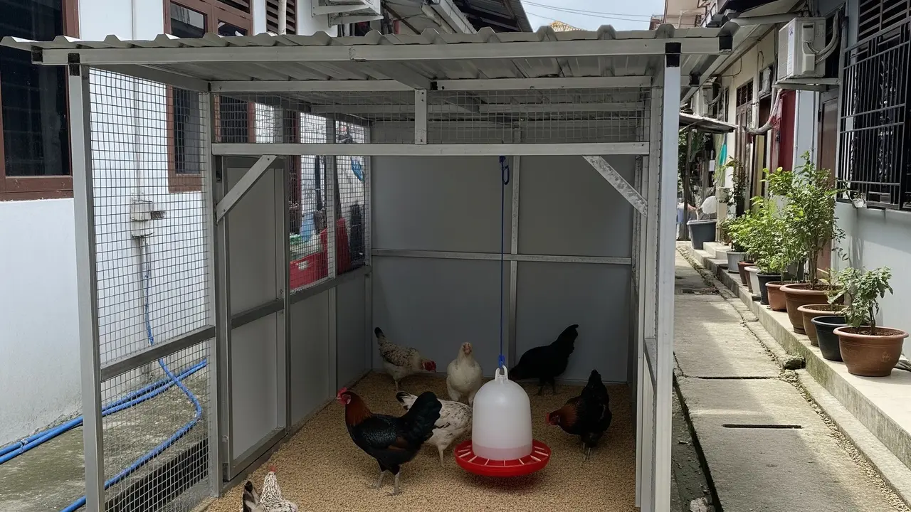 Cara Membuat Kandang Ayam Kampung Anti Bau (Image by Gemini AI)