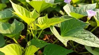 Cara Memasak Daun Ubi Jalar yang Lezat, Anti Pahit dan Langu